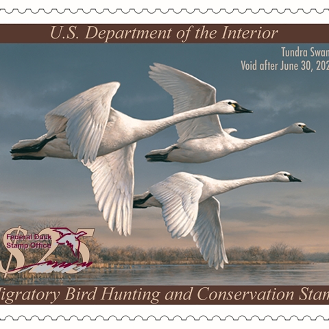 Federal Duck Stamp Gallery U.S. Fish Wildlife Service